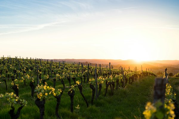Comment planifier une visite des vignobles biologiques en Toscane, Italie?
